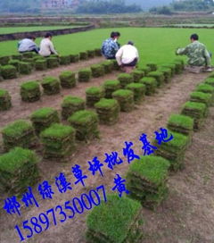 湖南馬尼拉草坪及22規(guī)格綠化草皮價(jià)格與苗木選購(gòu)指南