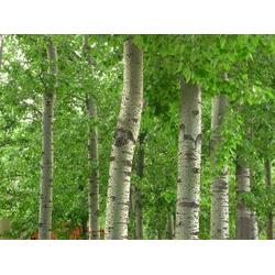 保定市綠化苗木供應與批發 廠家直供，構筑生態綠城