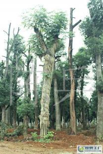 湖南苗木產(chǎn)業(yè)中的璀璨明珠——香樟樹的移栽技術(shù)與25公分香樟市場前景