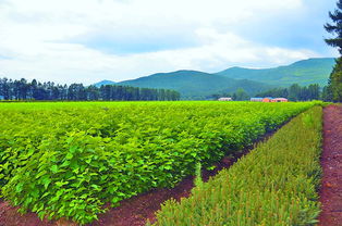 奮力走出全面振興新路 森工產業奏響“創新與開放”主旋律，苗木經濟煥發新生機